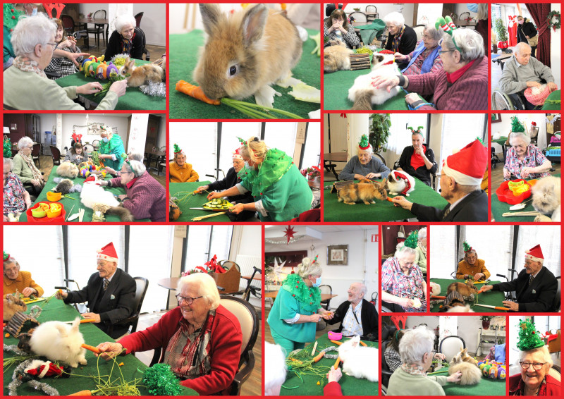 J-2 avant Noël, les animaux en fêtes nous rendent visite !