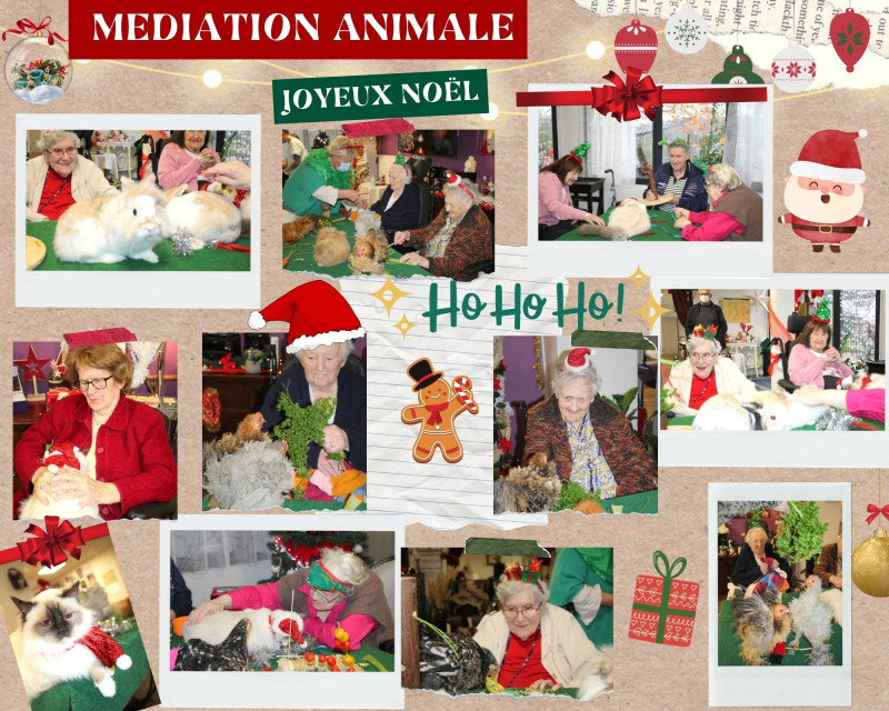 J-5 avant Noël, les animaux en fêtes nous rendent visite !