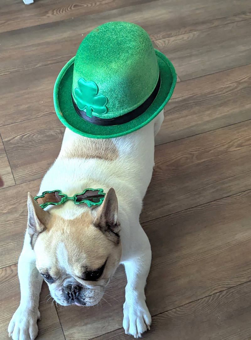 Une ambiance chaleureuse à l’unité protégée pour la Saint-Patrick
